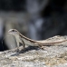 lizzard_anole_provo_h_0014_tci0503.jpg